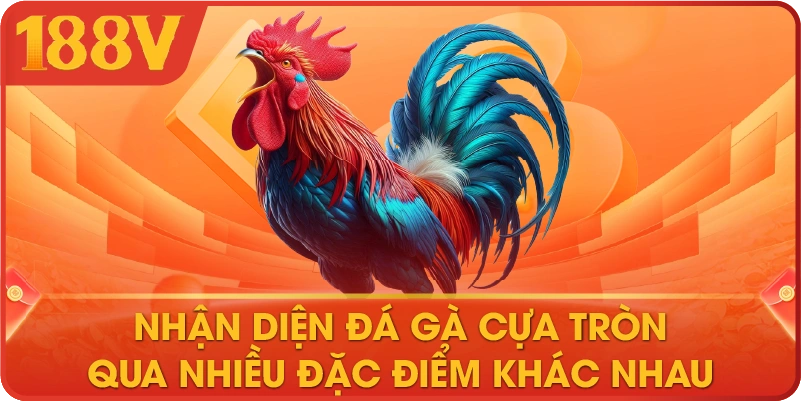 Nhận diện đá gà cựa tròn qua nhiều đặc điểm khác nhau 